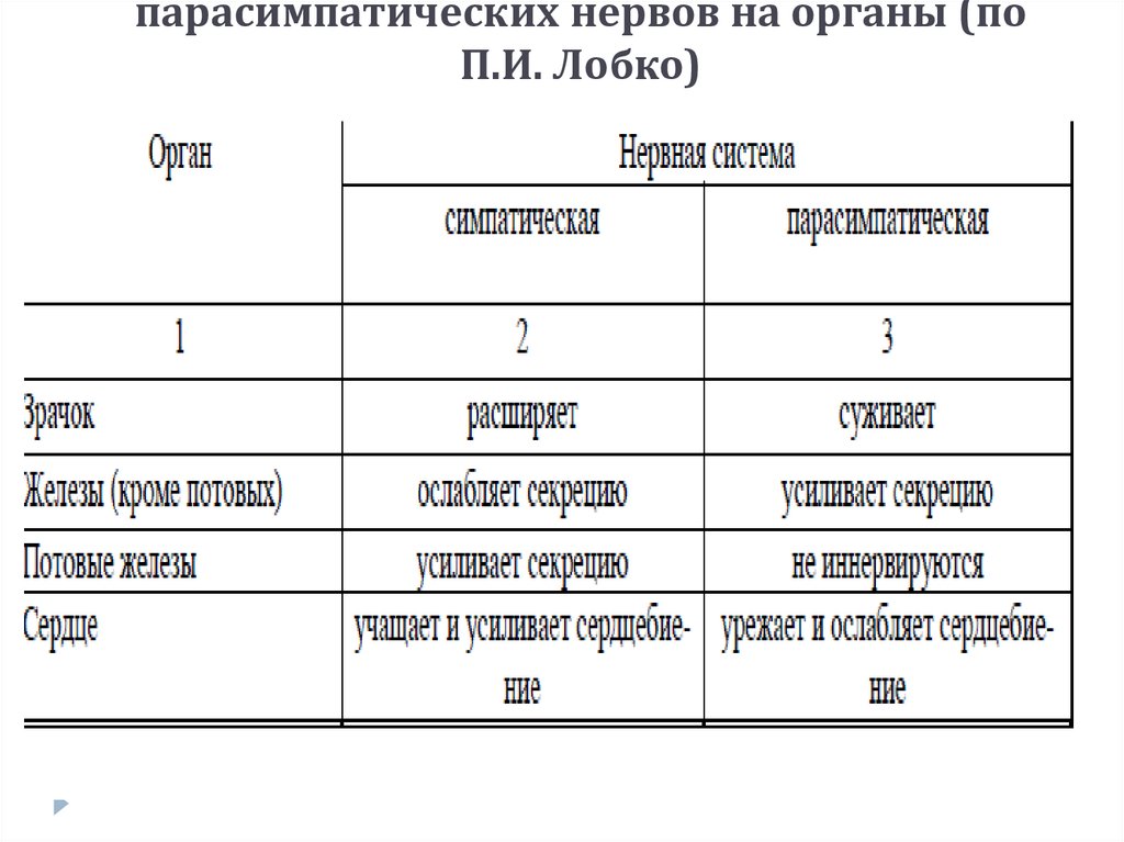 Влияние симпатических и парасимпатических нервов на органы (по П.И. Лобко)