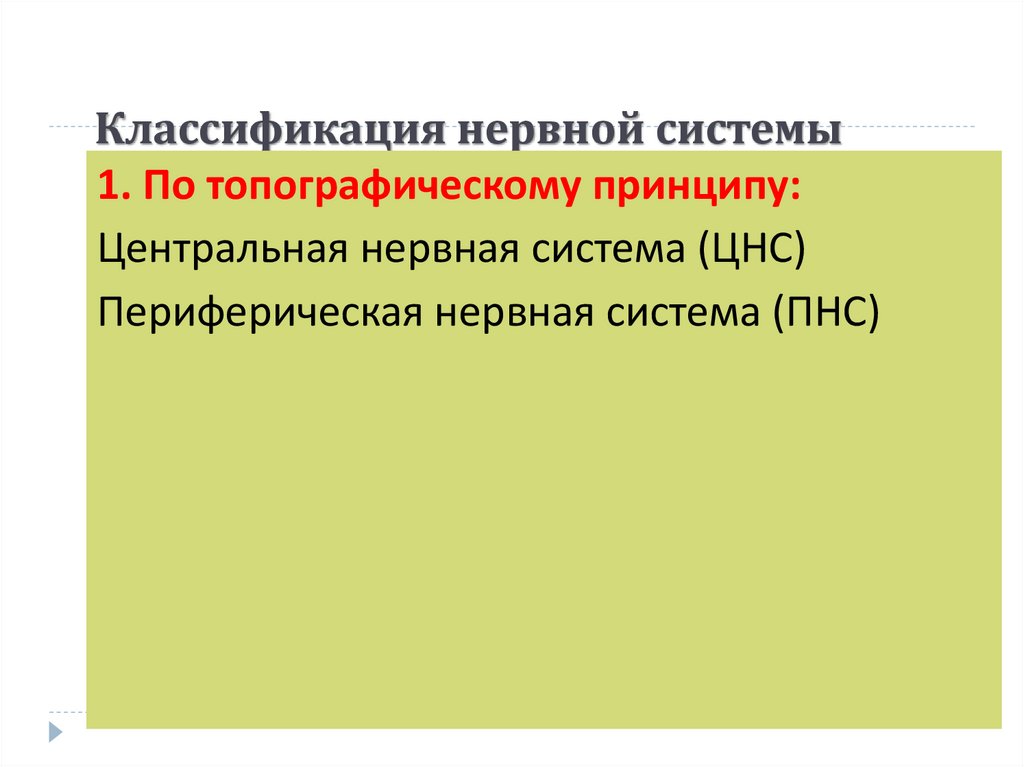 Классификация нервной системы