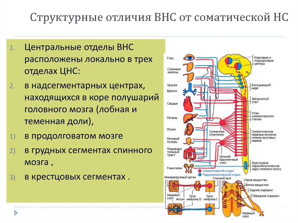 Структурные отличия ВНС от соматической НС