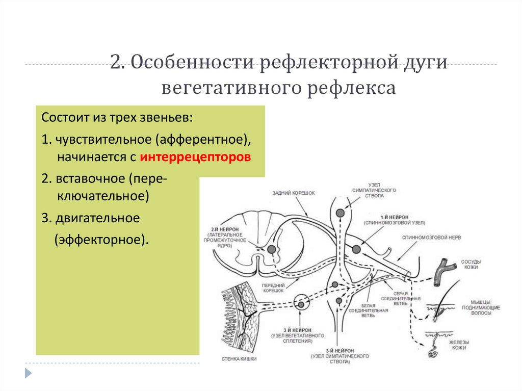 2. Особенности рефлекторной дуги вегетативного рефлекса
