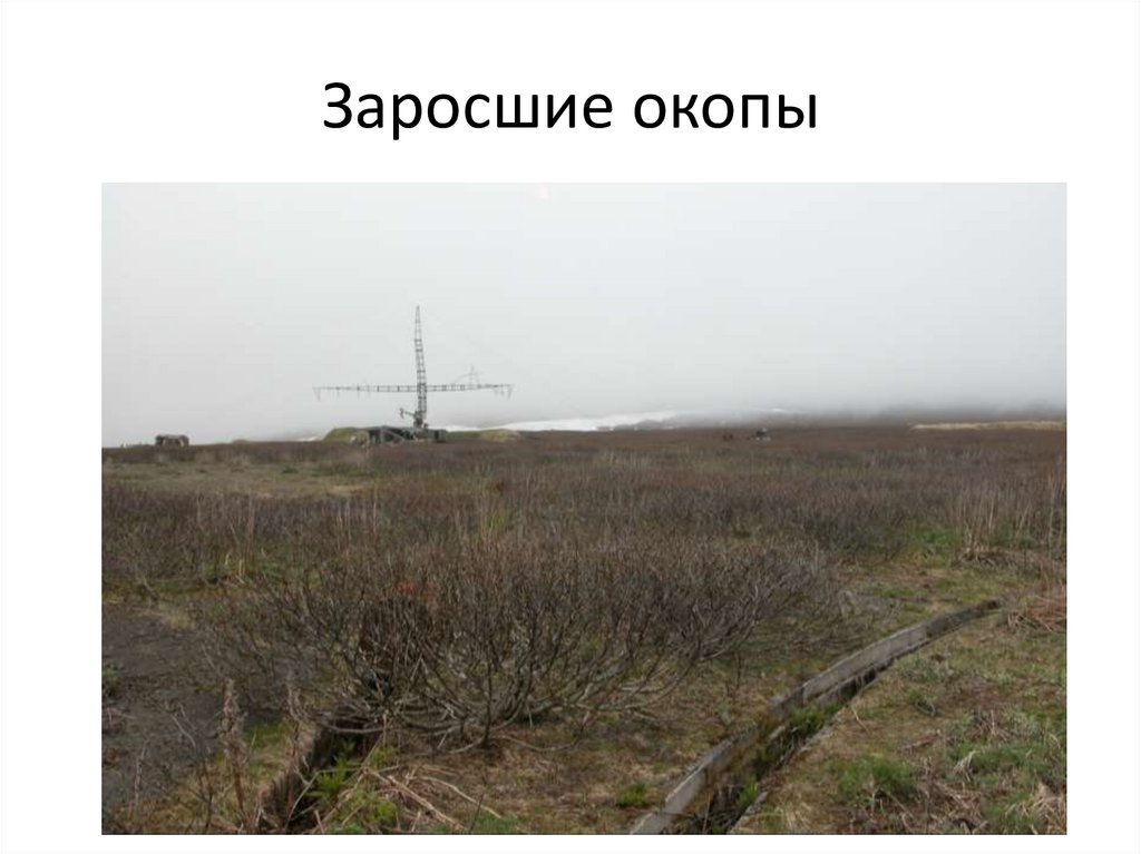 Заросшие окопы