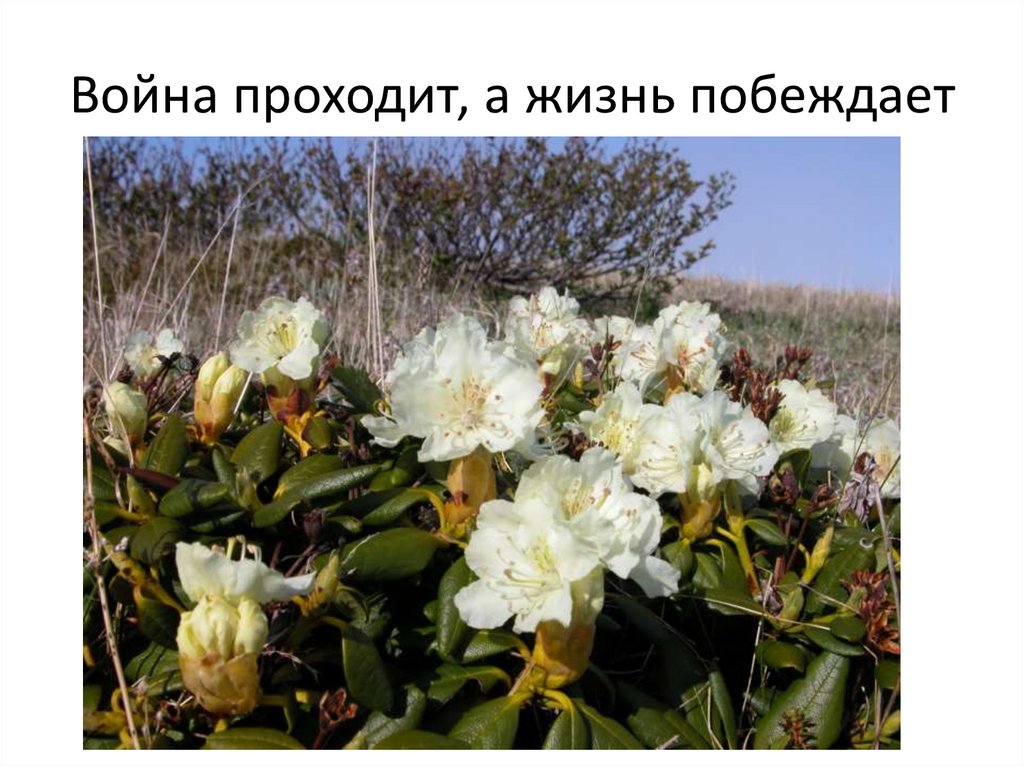 Война проходит, а жизнь побеждает