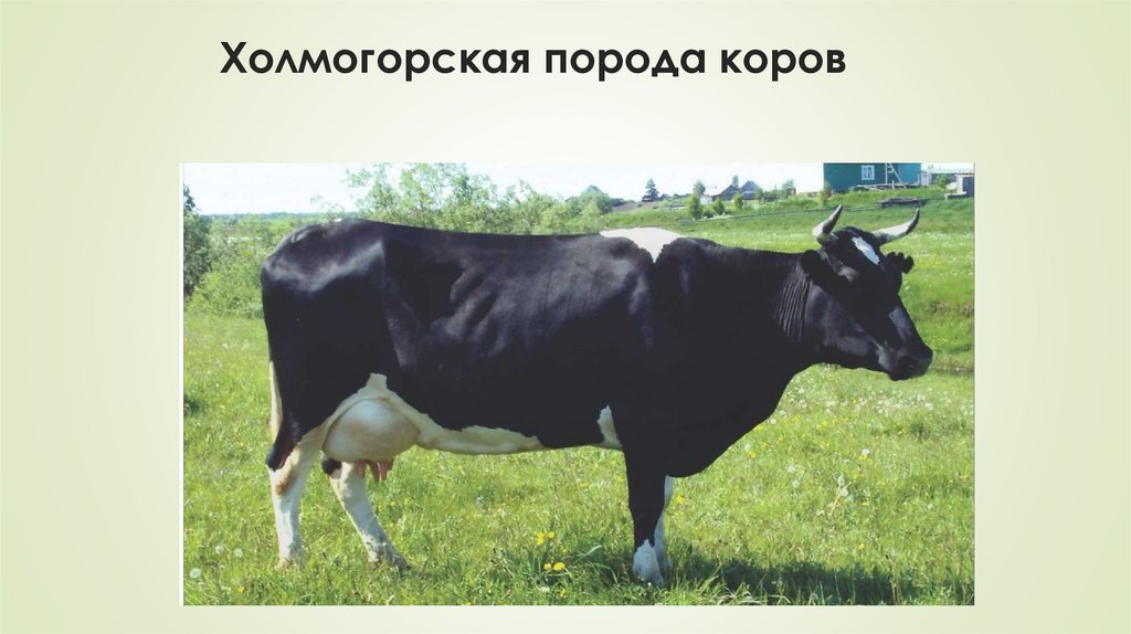 Холмогорская порода коров