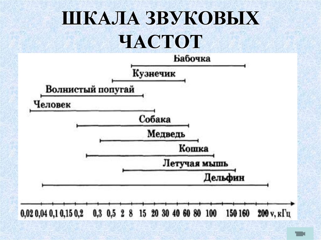 ШКАЛА ЗВУКОВЫХ ЧАСТОТ