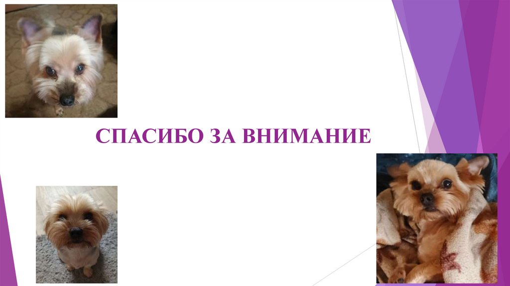 СПАСИБО ЗА ВНИМАНИЕ