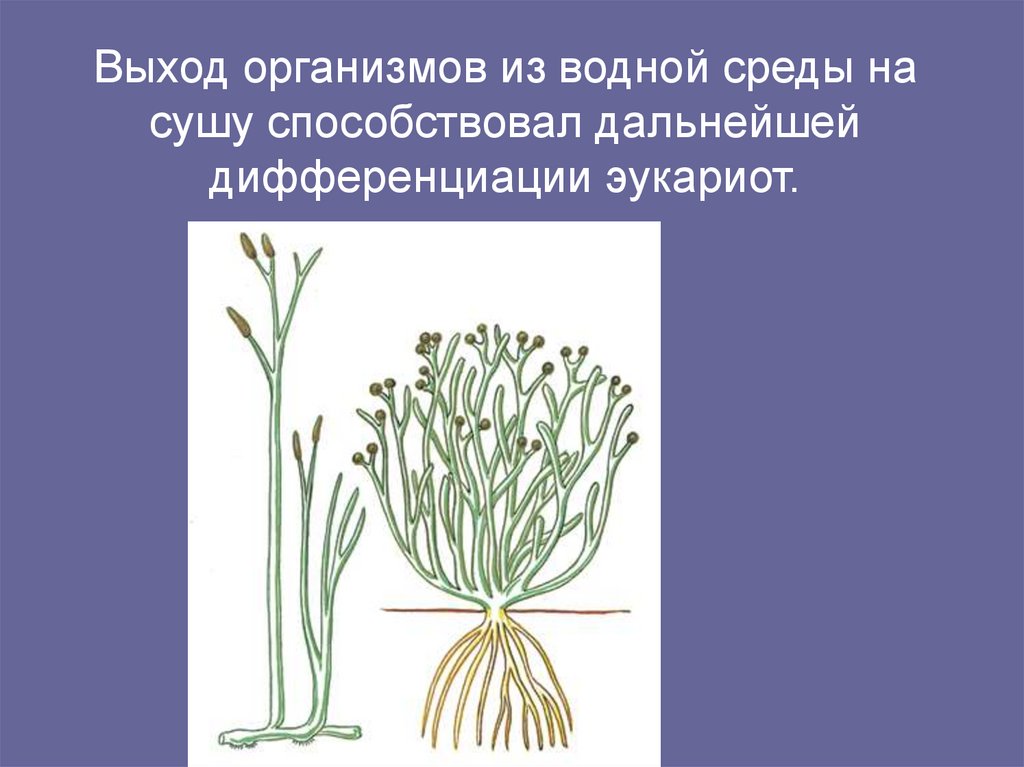 Выход организмов из водной среды на сушу способствовал дальнейшей дифференциации эукариот.