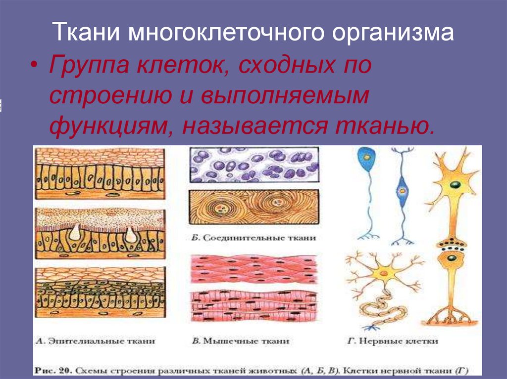 Ткани многоклеточного организма
