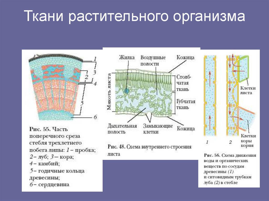 Ткани растительного организма