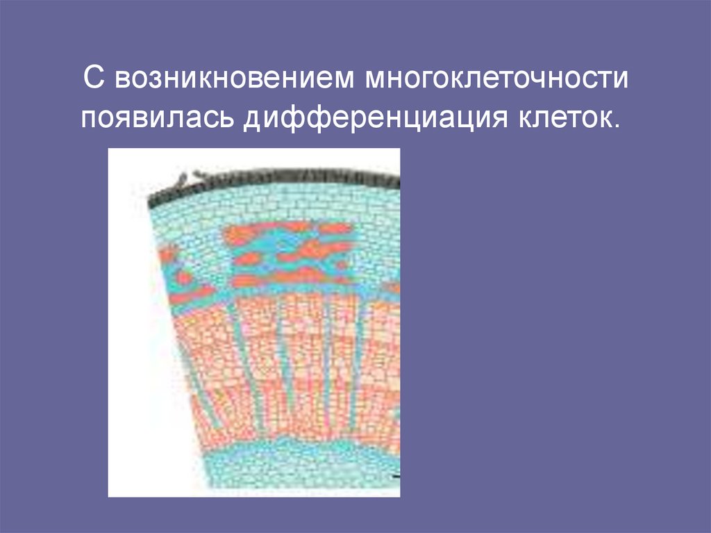 С возникновением многоклеточности появилась дифференциация клеток.