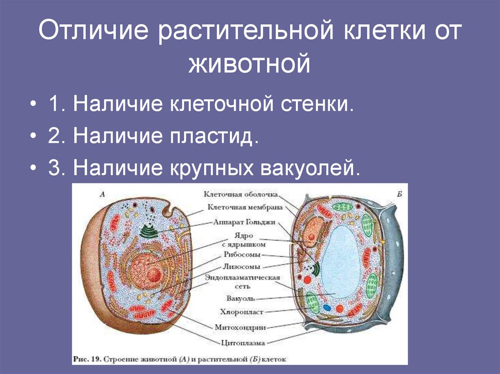 Отличие растительной клетки от животной