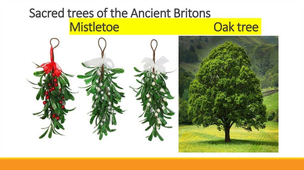 Sacred trees of the Ancient Britons Mistletoe Oak tree