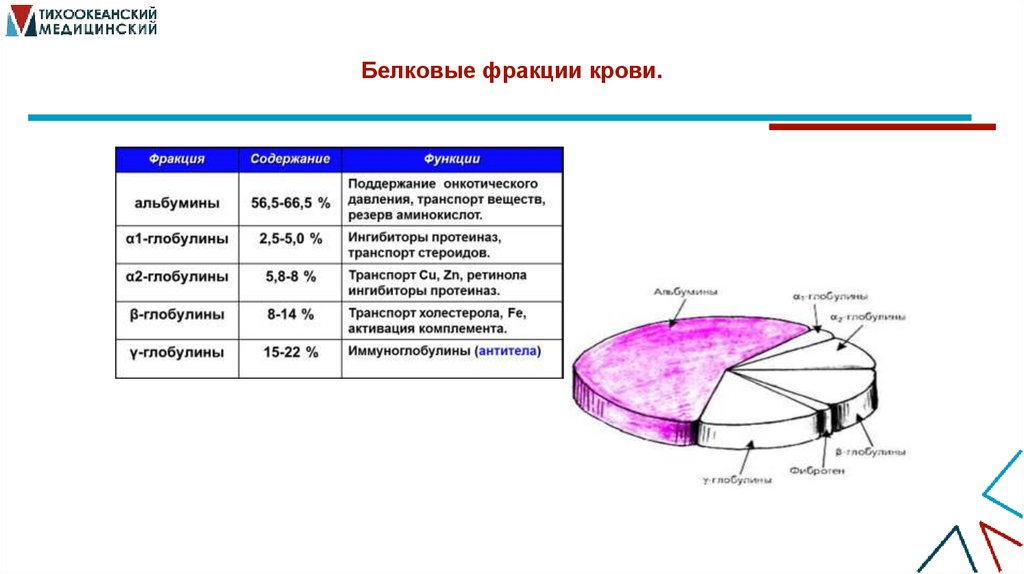 Белковые фракции крови.