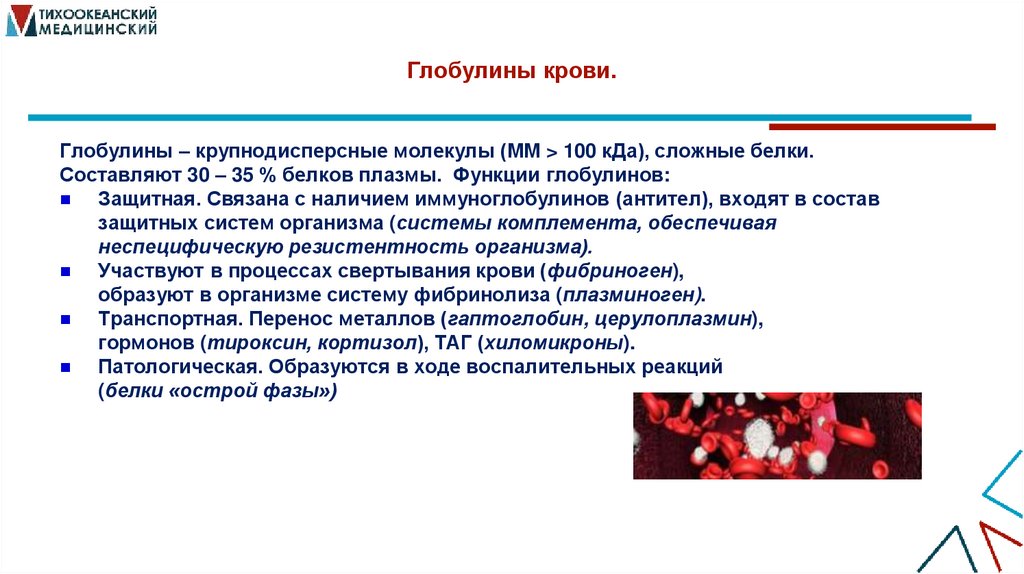 Глобулины крови.