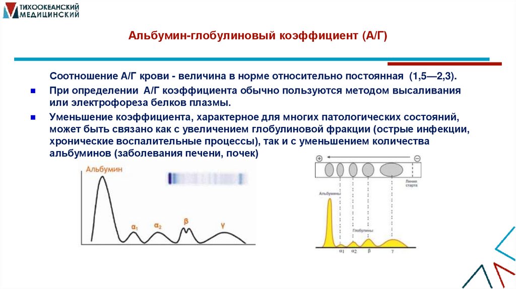 Альбумин-глобулиновый коэффициент (А/Г)
