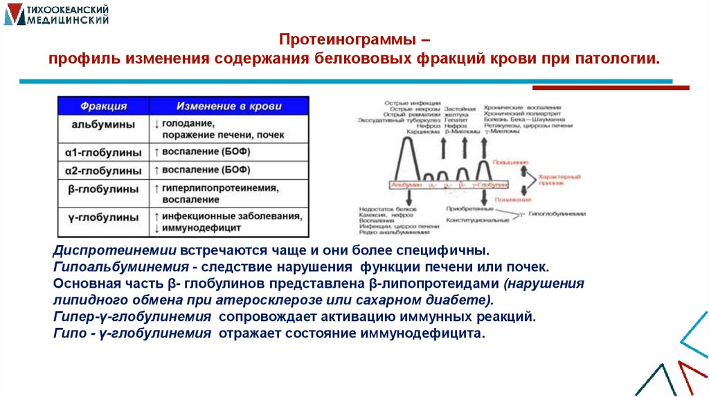 Протеинограммы – профиль изменения содержания белкововых фракций крови при патологии.