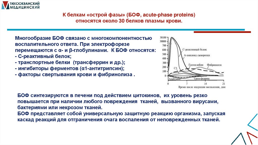 К белкам «острой фазы» (БОФ, acute-phase proteins) относятся около 30 белков плазмы крови.