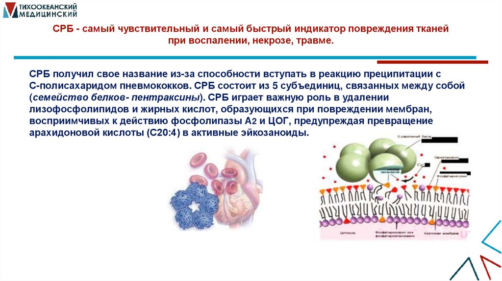СРБ - самый чувствительный и самый быстрый индикатор повреждения тканей при воспалении, некрозе, травме.