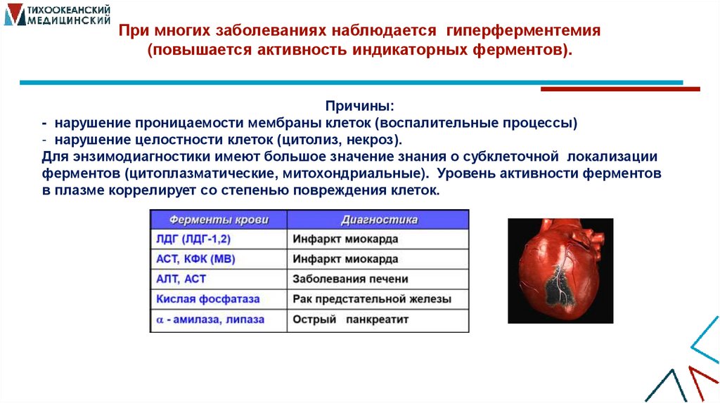 При многих заболеваниях наблюдается гиперферментемия (повышается активность индикаторных ферментов).
