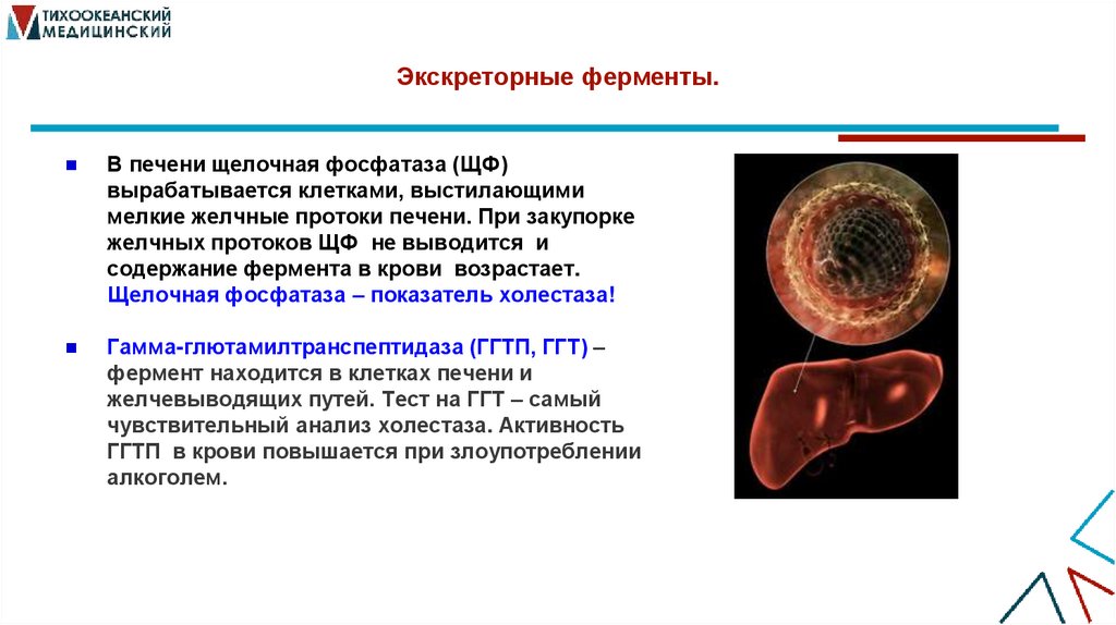 Экскреторные ферменты.