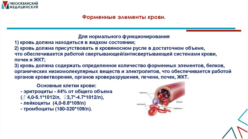 Форменные элементы крови.