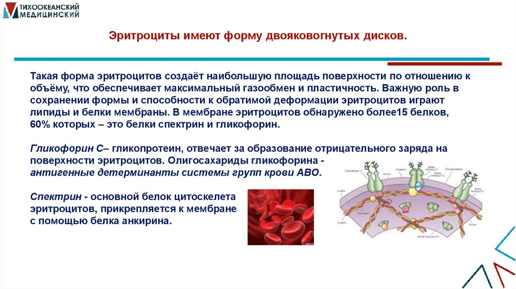 Эритроциты имеют форму двояковогнутых дисков.