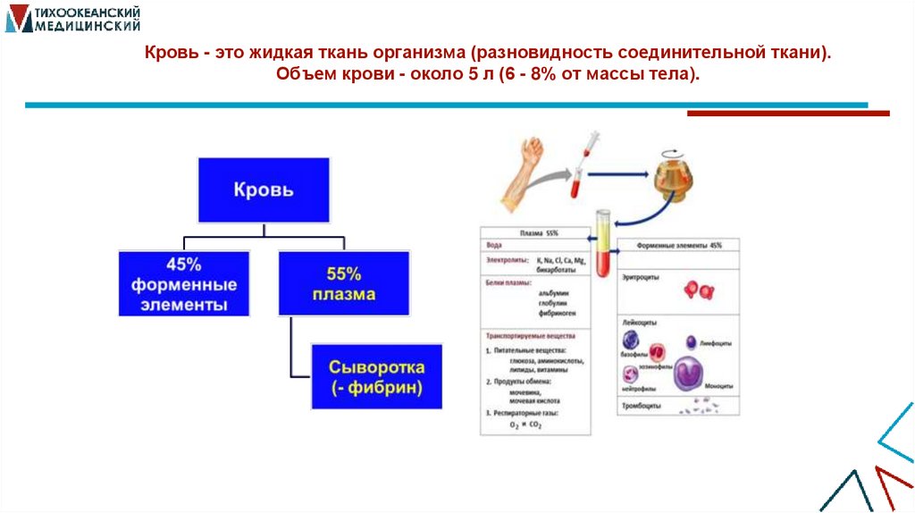 Кровь - это жидкая ткань организма (разновидность соединительной ткани). Объем крови - около 5 л (6 - 8% от массы тела).