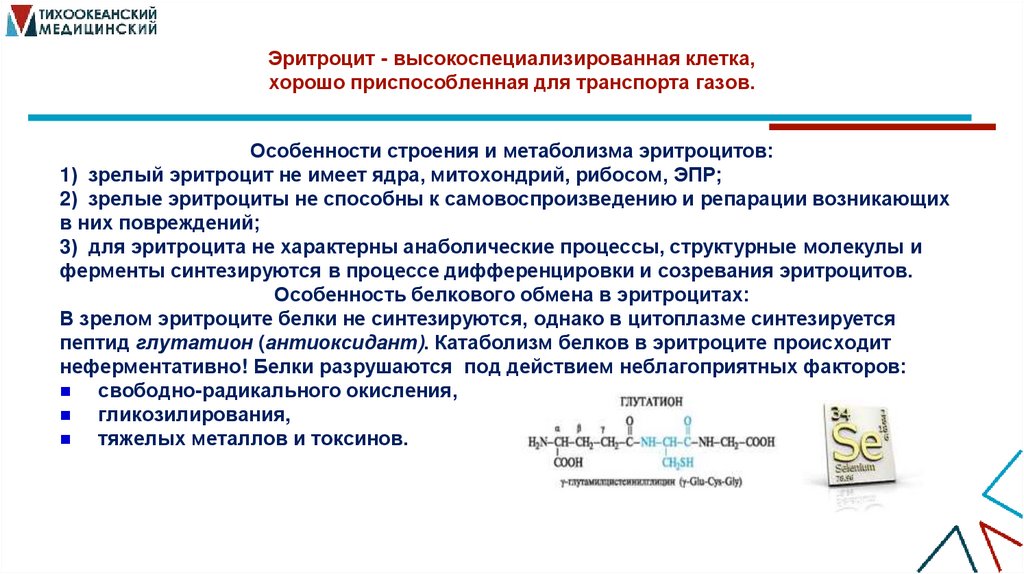 Эритроцит - высокоспециализированная клетка, хорошо приспособленная для транспорта газов.