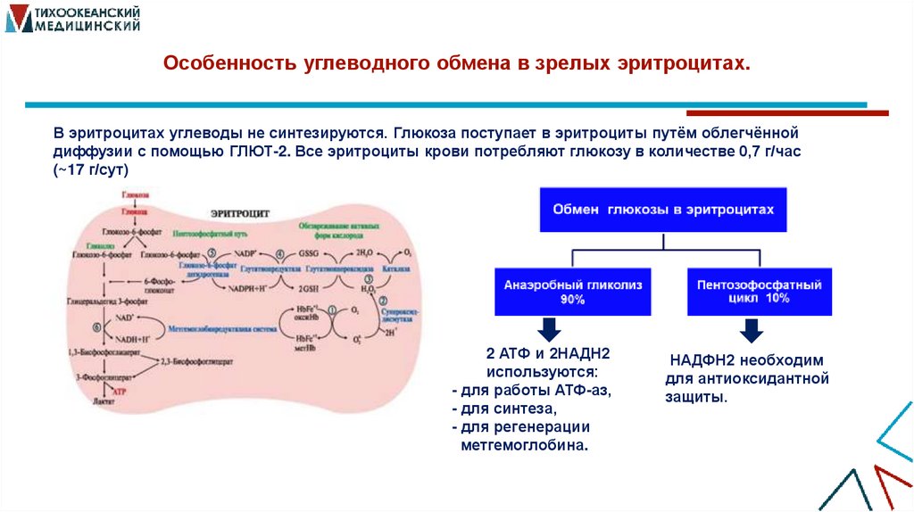 Особенность углеводного обмена в зрелых эритроцитах.
