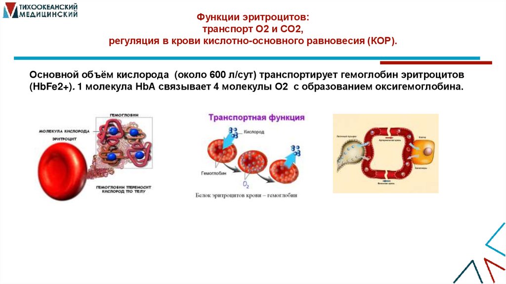 Функции эритроцитов: транспорт О2 и СО2, регуляция в крови кислотно-основного равновесия (КОР).