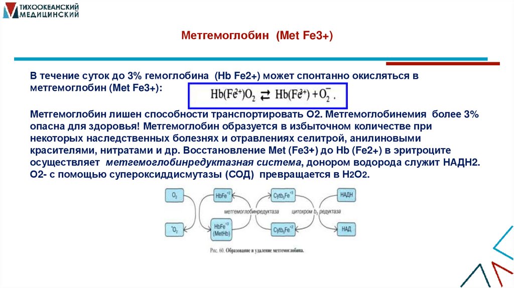 Метгемоглобин (Met Fe3+)