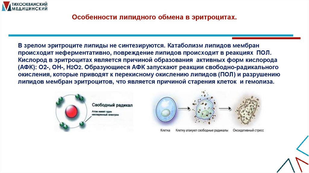 Особенности липидного обмена в эритроцитах.