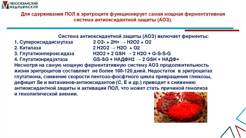 Для сдерживания ПОЛ в эритроците функционирует самая мощная ферментативная система антиоксидантной защиты (АОЗ).