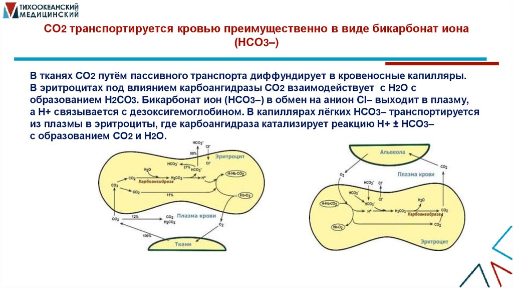 СО2 транспортируется кровью преимущественно в виде бикарбонат иона (НСО3–)