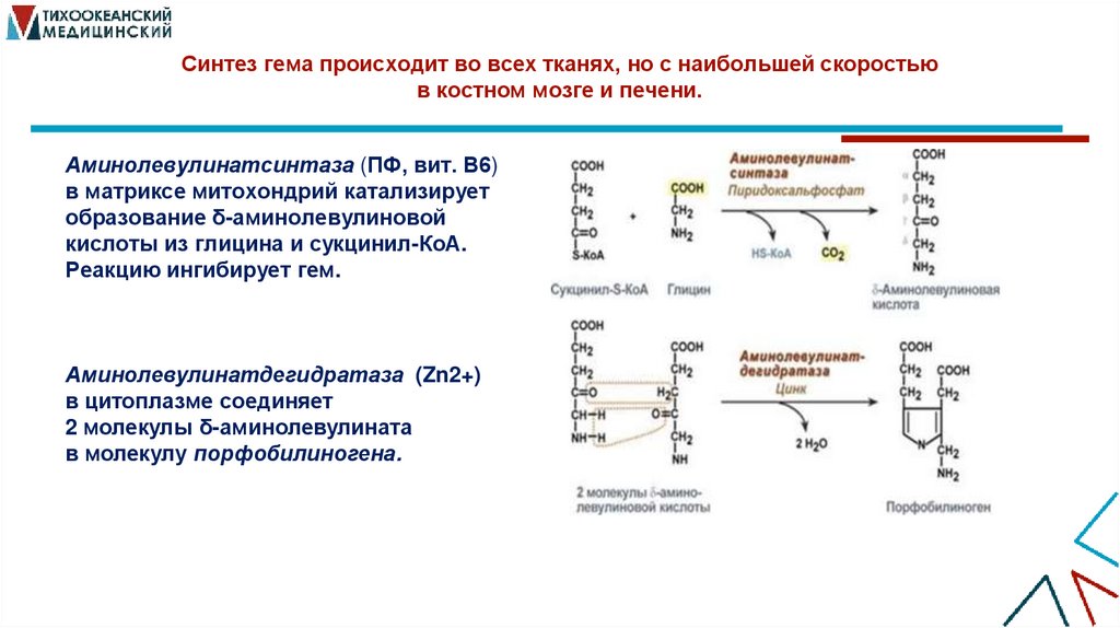 Синтез гема происходит во всех тканях, но с наибольшей скоростью в костном мозге и печени.