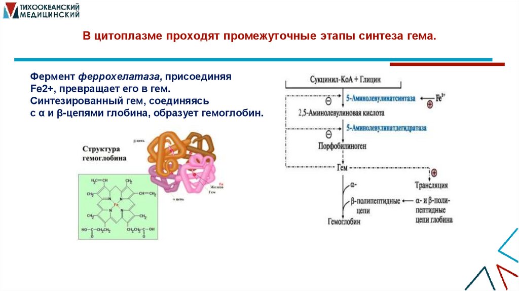 В цитоплазме проходят промежуточные этапы синтеза гема.