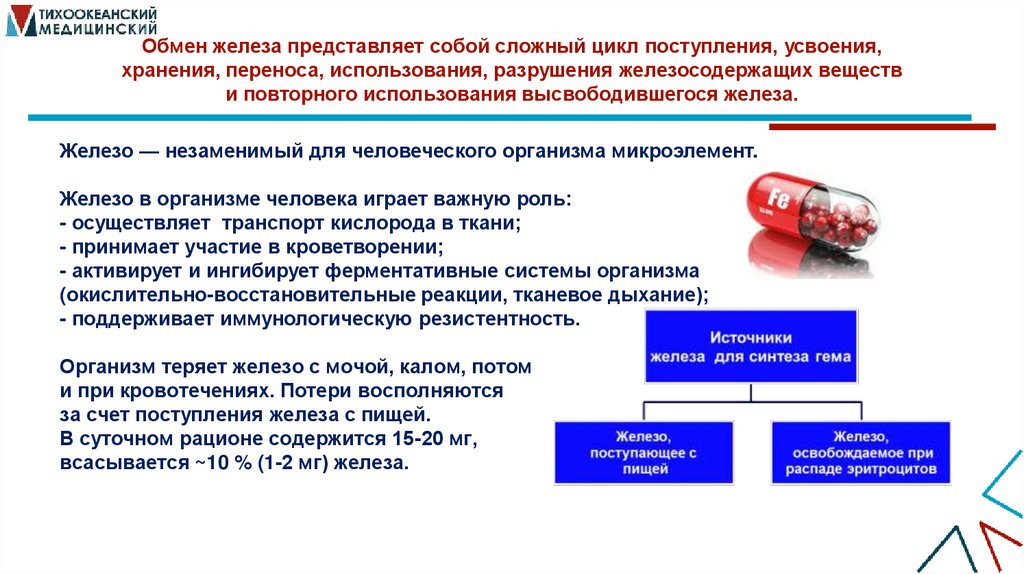 Обмен железа представляет собой сложный цикл поступления, усвоения, хранения, переноса, использования, разрушения