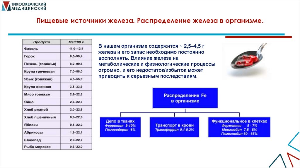 Пищевые источники железа. Распределение железа в организме.