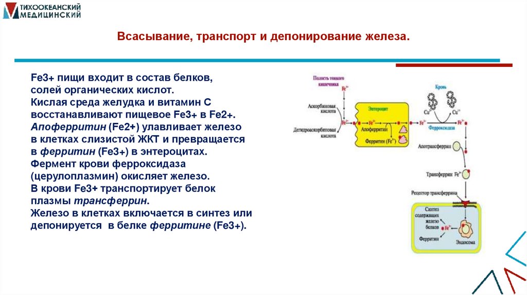 Всасывание, транспорт и депонирование железа.