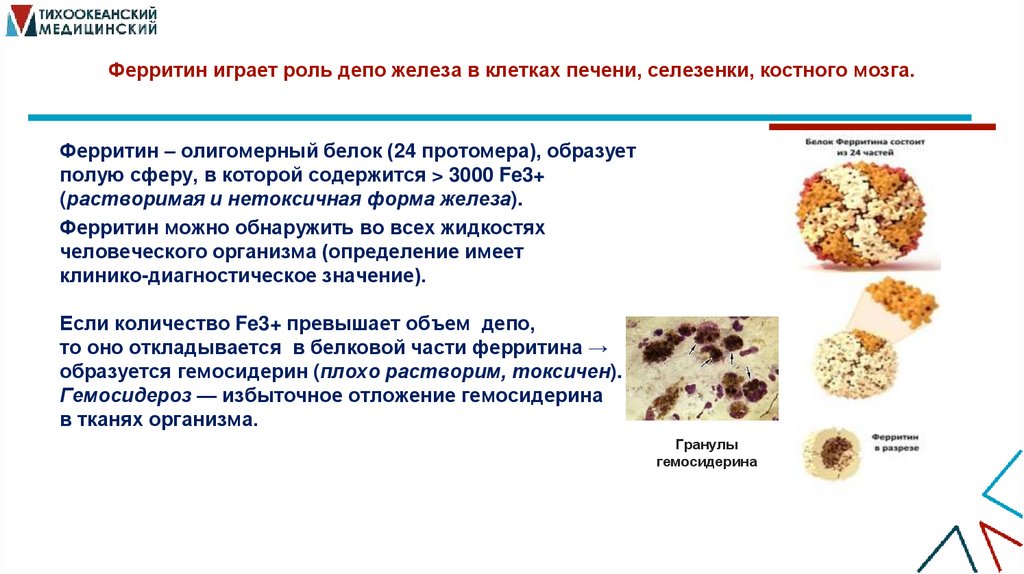 Ферритин играет роль депо железа в клетках печени, селезенки, костного мозга.