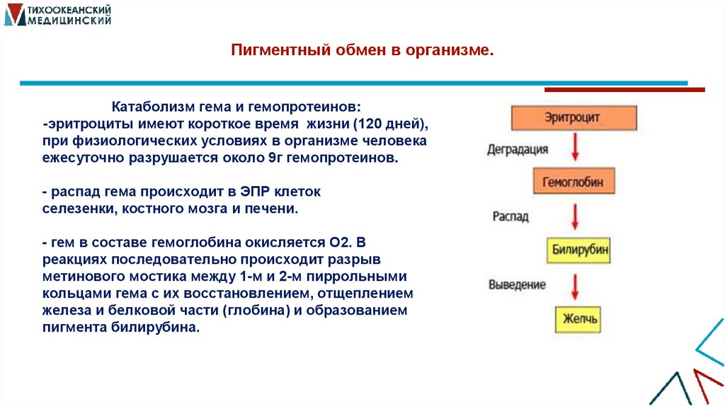 Пигментный обмен в организме.