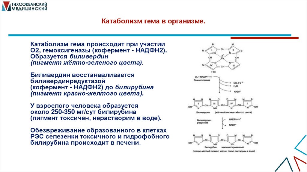 Катаболизм гема в организме.