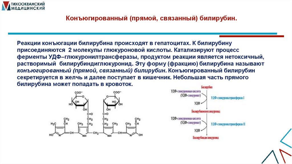 Конъюгированный (прямой, связанный) билирубин.