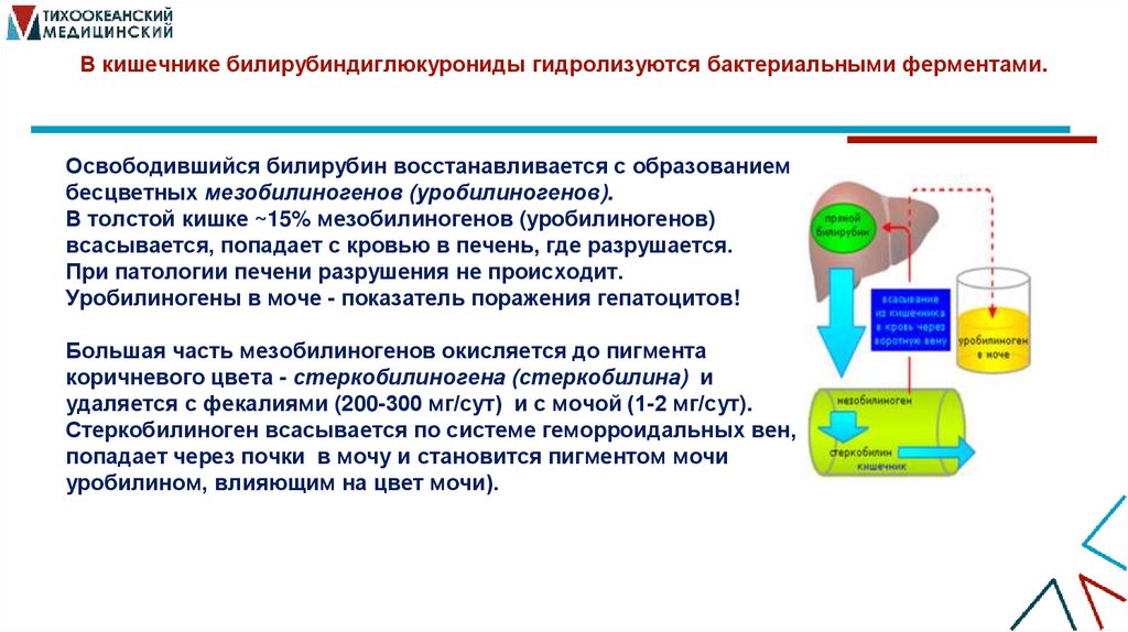 В кишечнике билирубиндиглюкурониды гидролизуются бактериальными ферментами.