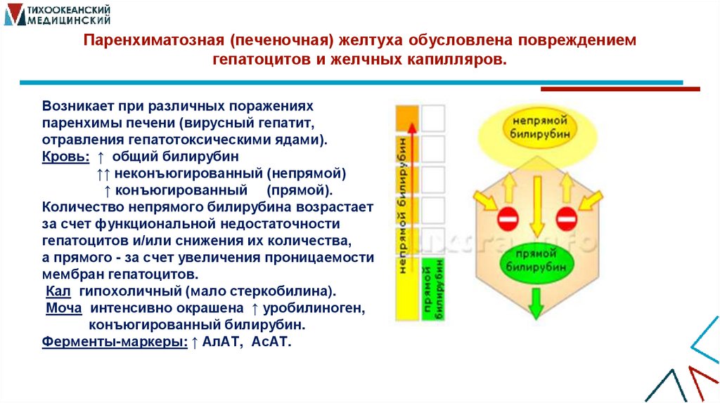 Паренхиматозная (печеночная) желтуха обусловлена повреждением гепатоцитов и желчных капилляров.