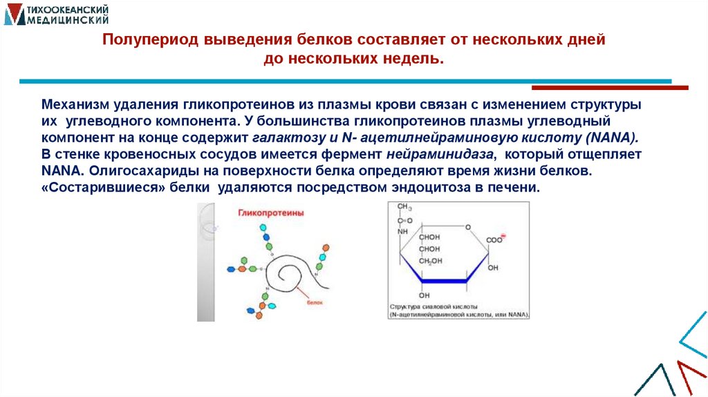 Полупериод выведения белков составляет от нескольких дней до нескольких недель.