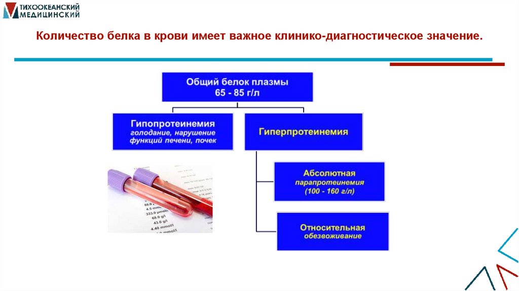 Количество белка в крови имеет важное клинико-диагностическое значение.