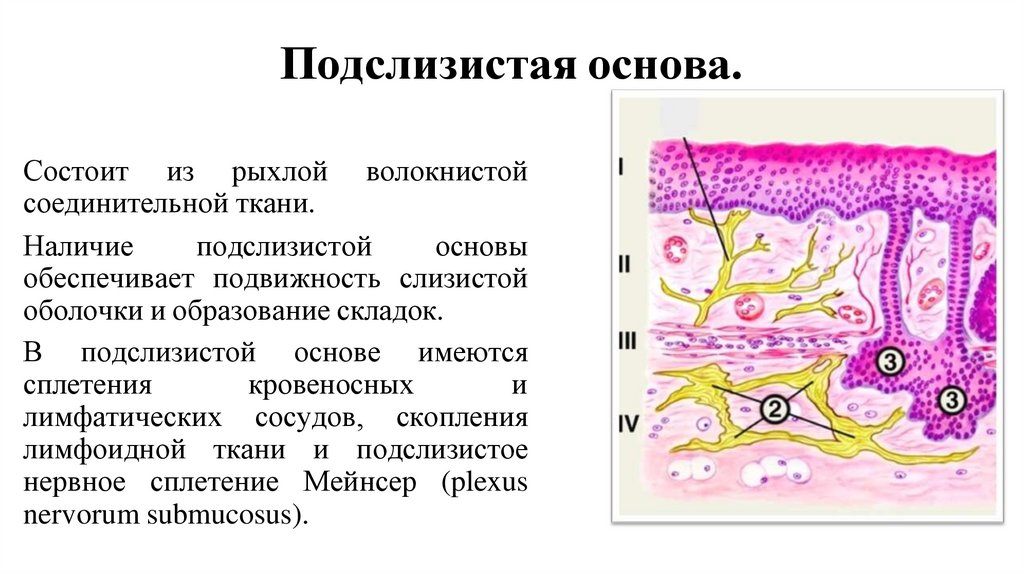 Подслизистая основа.