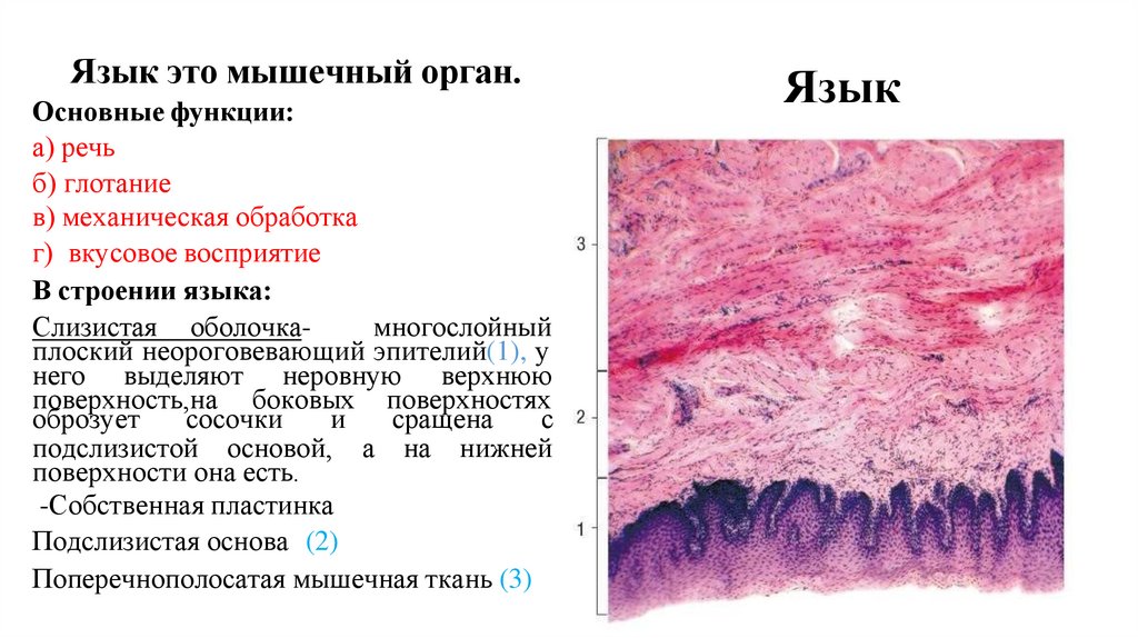 Язык это мышечный орган.