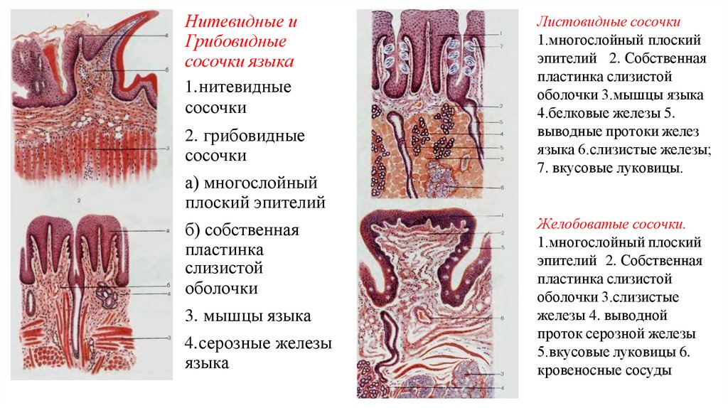 Нитевидные и Грибовидные сосочки языка