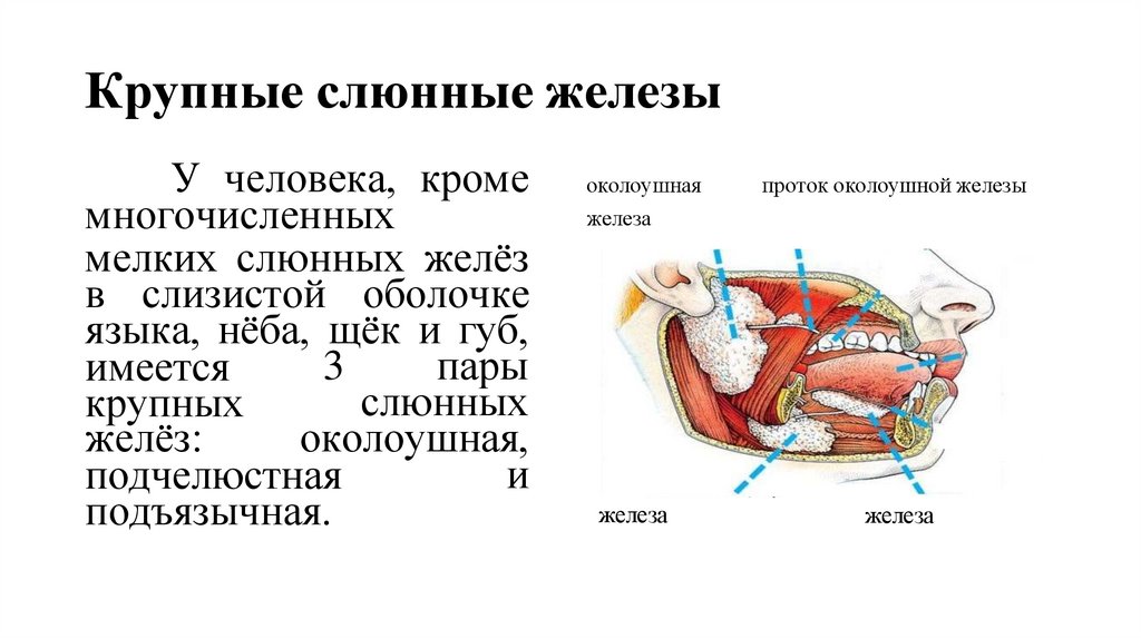 Крупные слюнные железы